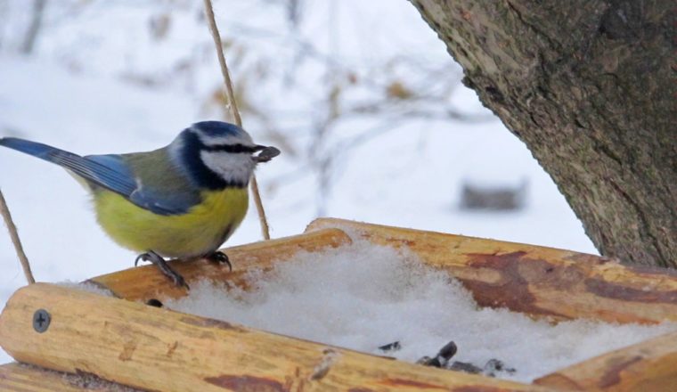 Сотрудники музея А. И. Куприна призывают покормить птиц