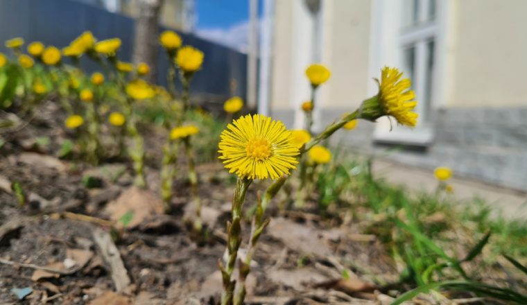Объединение литературных музеев — активный участник месячника по благоустройству