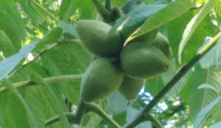 Экзотическое растение в музее В.Г. Белинского