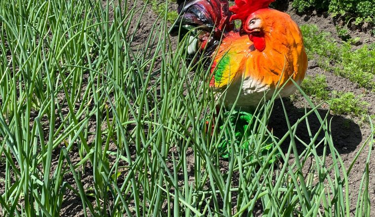 В музее А.И. Куприна посетителей ждет «Купринский огород»