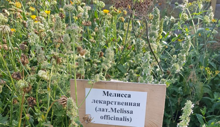 «Каждая еда есть лекарство» — о растениях на «Аптекарском огороде»