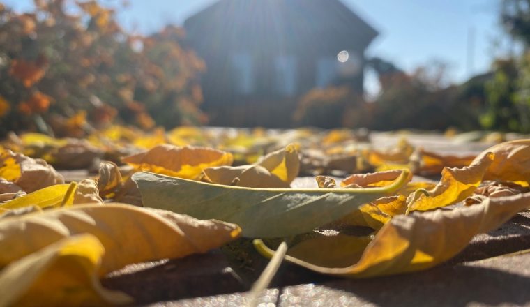 Проведите осенние каникулы вместе с музеем А.И. Куприна