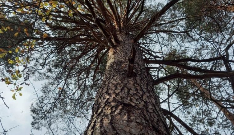 В Кузнецком районе обнаружена сосна — ровесник А.Н. Радищева