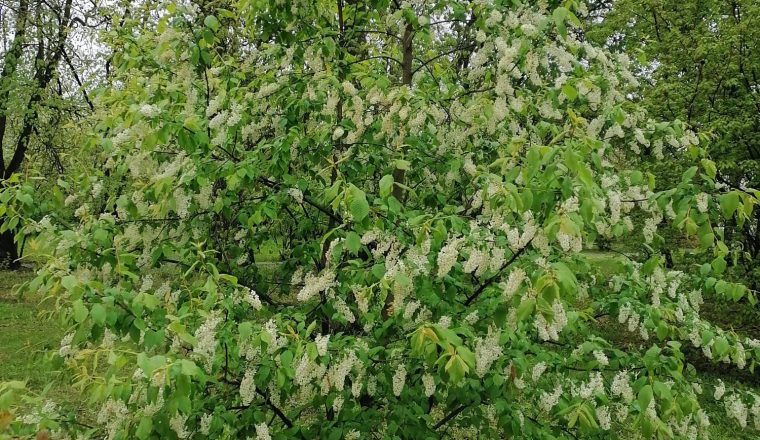 «А вот и палисадник с черемуховым деревом…»