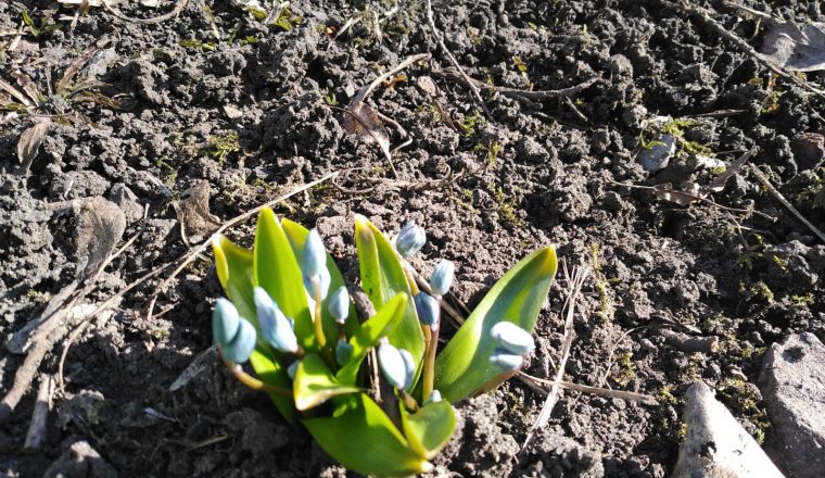 «Голубой подснежник — капелька весны» в саду Белинских