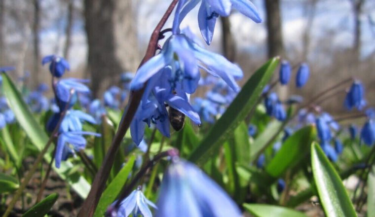 С первым днем весны!