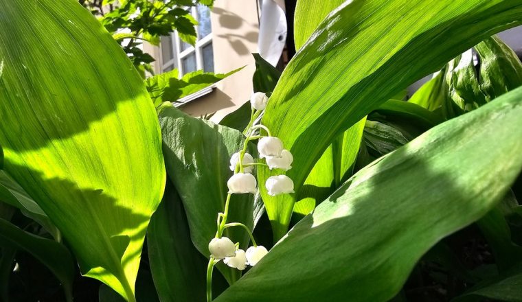 Очередная санитарная пятница в Литературном музее