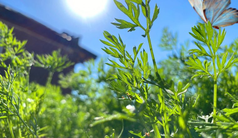 Музей А.И. Куприна приглашает на «Купринский огород»