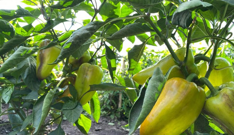 Музей А.И. Куприна приглашает на «Купринский огород»