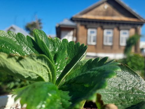 Музей А.И. Куприна приглашает в купринский сад