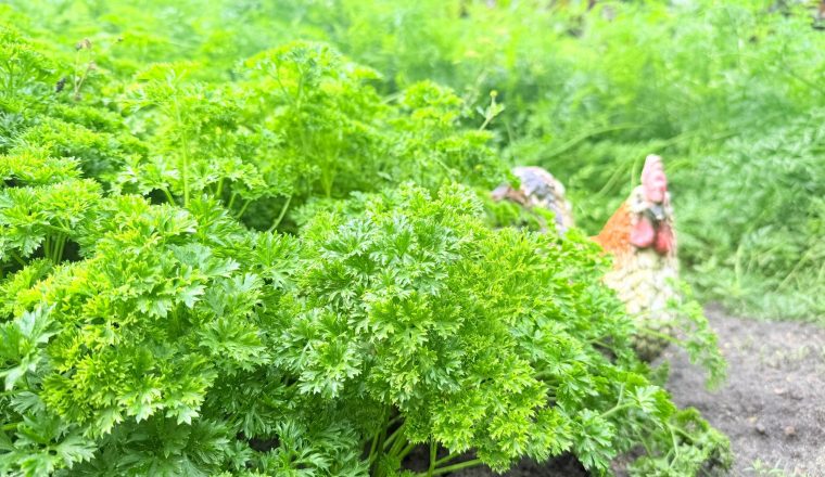 В музее А.И. Куприна открыт сезон огородничества