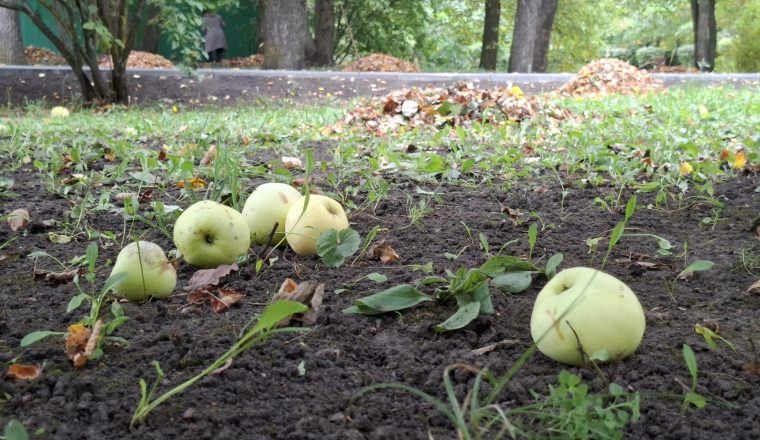 Сотрудники музея-усадьбы В.Г. Белинского и культурного центра «Белинский» вышли на благоустройство территории