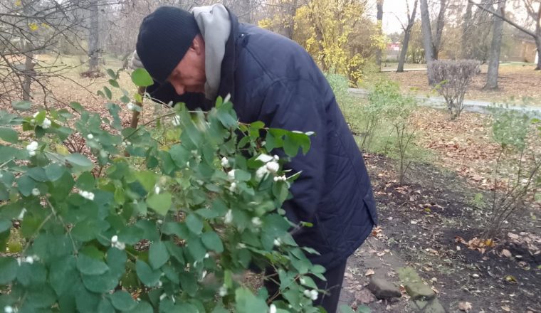 Территорию музея В.Г. Белинского украсил снежноягодник сибирский